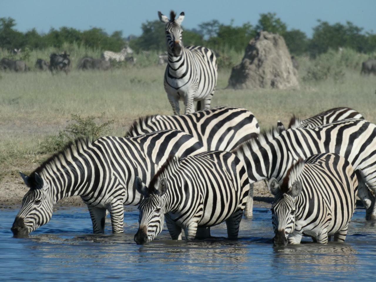 Island Safari Lodge Maun Exterior photo